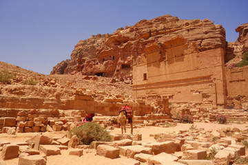 Dwa wielbłądy stojące w Petra Jordania