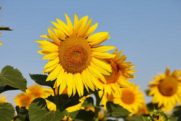 Sunflower field in sunny day with clear blue sky. Sunflower close up view.