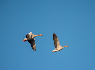 seagull flying in the sky