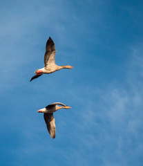 seagull in flight
