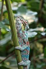 ein Chamäleon auf einem Zweig im Tropenhaus in Zürich