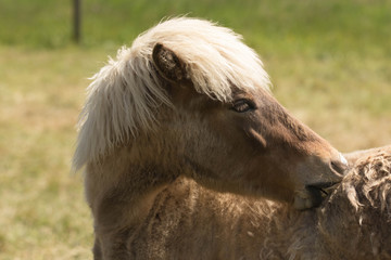 Obraz premium Islandpferd im Fellwechsel