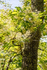 Fototapeta premium Back Lit Tree
