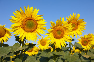 Sunflower field in sunny day with clear blue sky. Sunflower close up view.
