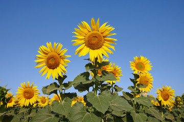Sunflower field in sunny day with clear blue sky. Sunflower close up view.