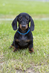 Cute wire-haired miniature dachshund puppy posing for the photographer on the terrace