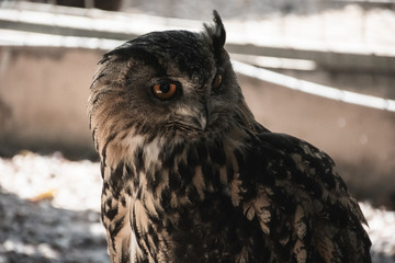 portrait of an owl