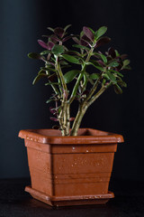 green plant in a pot
