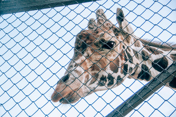 Muzzle giraffe yellow with brown spots, close-up in the city zoo