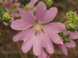 Pink buds of mallow flowers. Blossoming pink petals.