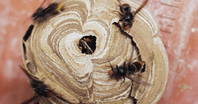 Nid de frelons asiatiques 