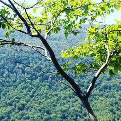 A View Through the Tree