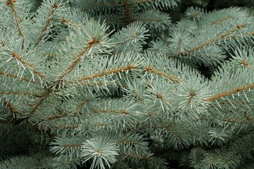 Naklejka na ściany i meble Texture - Fir or Spruce Tree Close Up