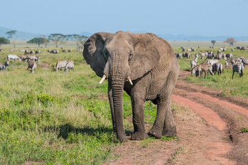 Fototapeta na wymiar Big elephant on the dirt road in Serengeti national park in sunny day