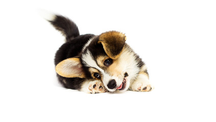 cute little puppy, welsh corgi