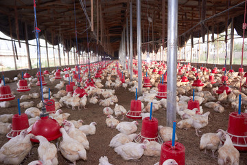 hatchery, poultry, livestock, chicks, chicken, broiler, eggs
