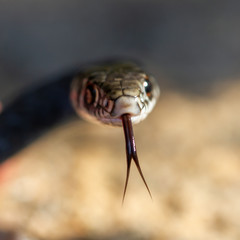 Eine züngelnde gelbgrüne Zornnatter frontal und freigestellt