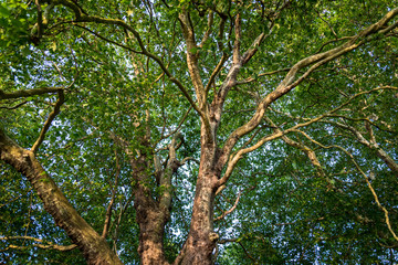 Beautiful plane tree in late sunshine in spring, Home Park, Kingston upon Thames, Surrey, England, UK