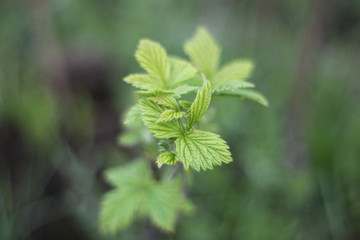 Fototapeta na wymiar Rapsberry leaf
