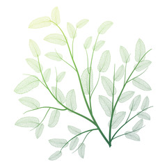 Branch with leaves isolated. Vector illustration.