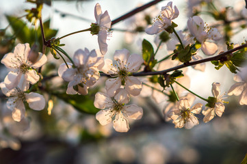 cherry blossom