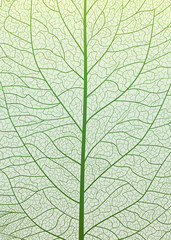 Naklejka na ściany i meble Background texture leaf. Vector illustration.