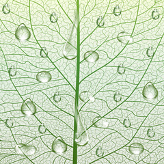 Naklejka na ściany i meble Background texture leaf with drops of water. Vector illustration.