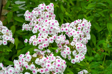 Blooming pink and white flowers phlox paniculata. Clusters of pink and white phlox in a flower bed in the summer garden.