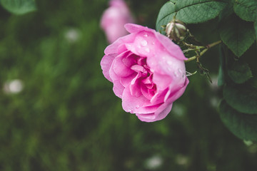 Background of bouquet of pink blooming rose bush
