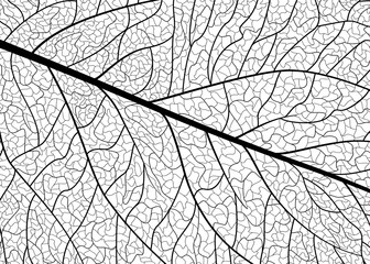 Fototapeta na wymiar Background texture leaf. Vector illustration.