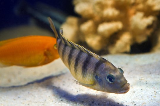 lombardoi mbuna, Maylandia lombardoi, African Rift lake Malawi endemic cichlid, young blue striped male in nature aquarium