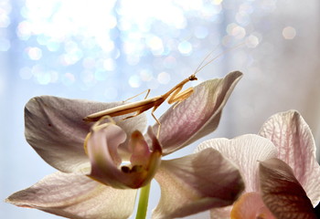 Mantis on an orchid
