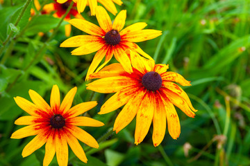 Large orange rudbeckia flowers. Bright bloom of beautiful flowers of orange rudbeckia (Black-eyed Susan) flower bed in the summer garden.