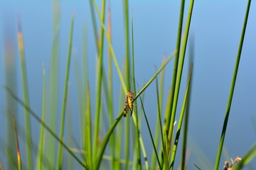 Scorpion fly on grass  ( Panorpidae  )