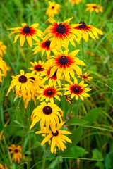 Flowers orange rudbeckia. Blooming beautiful flowers of orange rudbeckia (Black-eyed Susan) flower bed in the summer garden.