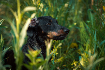 black dachshund dog with brown spots on the face