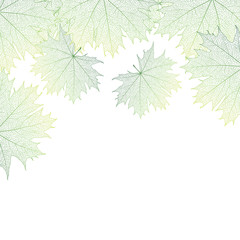Beautiful background with leaves and space for text. Vector illustration. EPS 10.
