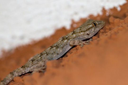 Ein Mauergecko sitzt nachts an einer Wand auf Sardinien