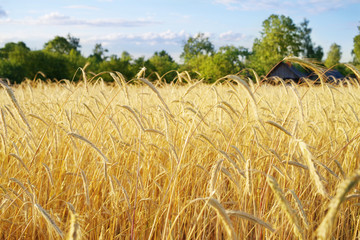 Rye field in the summer in the evening, soft focus