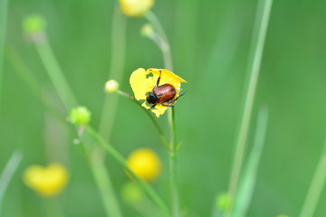 A  Garden foliage beetle  ( Phyllopertha horticola )  on yellow flower