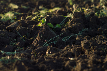 plowed field