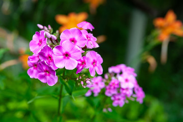 Blooming purple flowers phlox paniculata. Bunches of purple phlox on a bed in the summer garden.