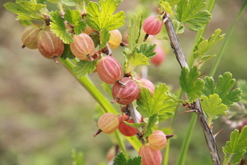 Gooseberry