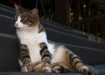 Obraz premium Street cat resting on the stairs at the entrance to the cafe.