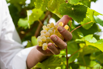 The Valdobbiadene and Conegliano hills / Heritage of humanity