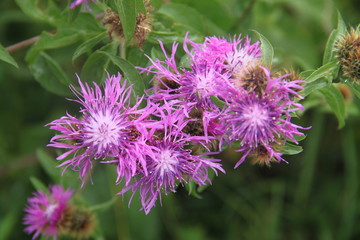 thistle flowers