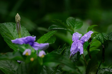 Devil-s trumpet flower in rain, monsoon image