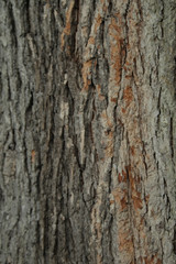 Tree Bark Texture - Close Up 