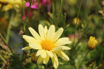 Obraz premium Dahlia