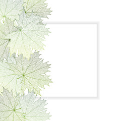 Beautiful background with leaves and space for text. Vector illustration. EPS 10.